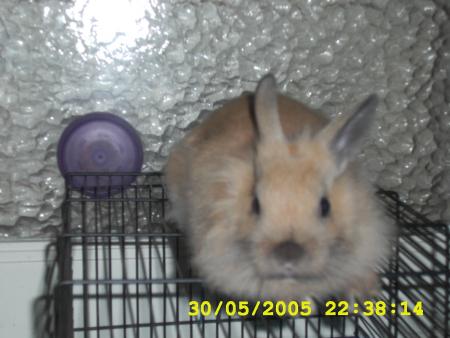 hercule
